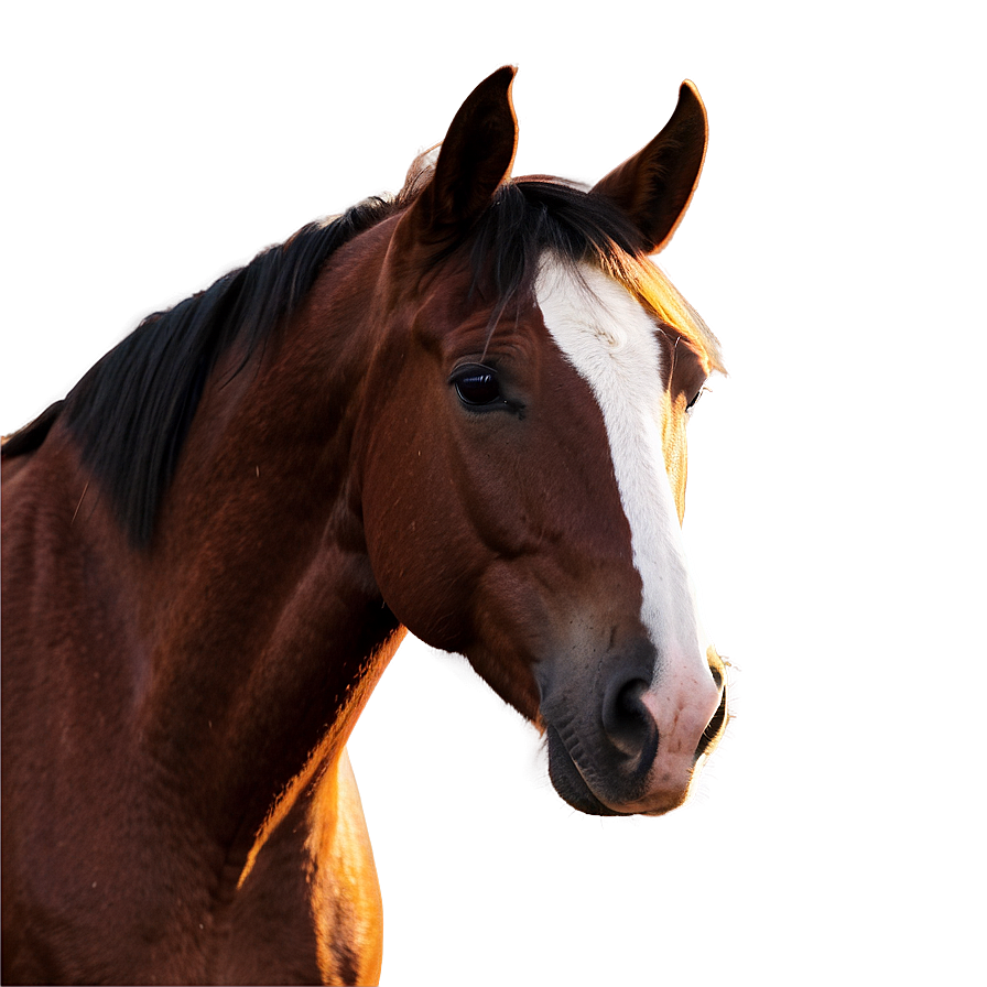 Horse Head C PNG