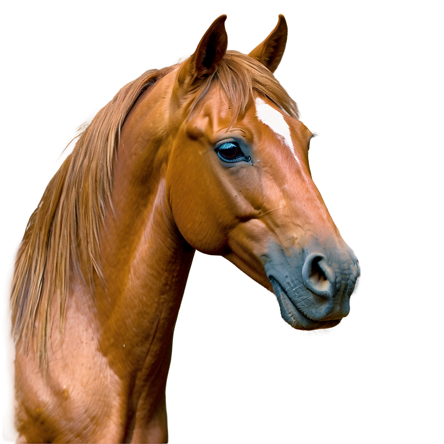 Horse Outline Png Gos10 PNG