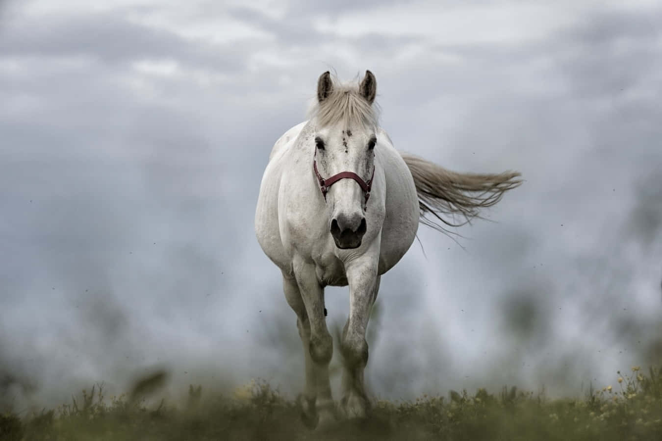 Unbellissimo Cavallo Bianco Che Si Gode Un Caldo Tramonto.
