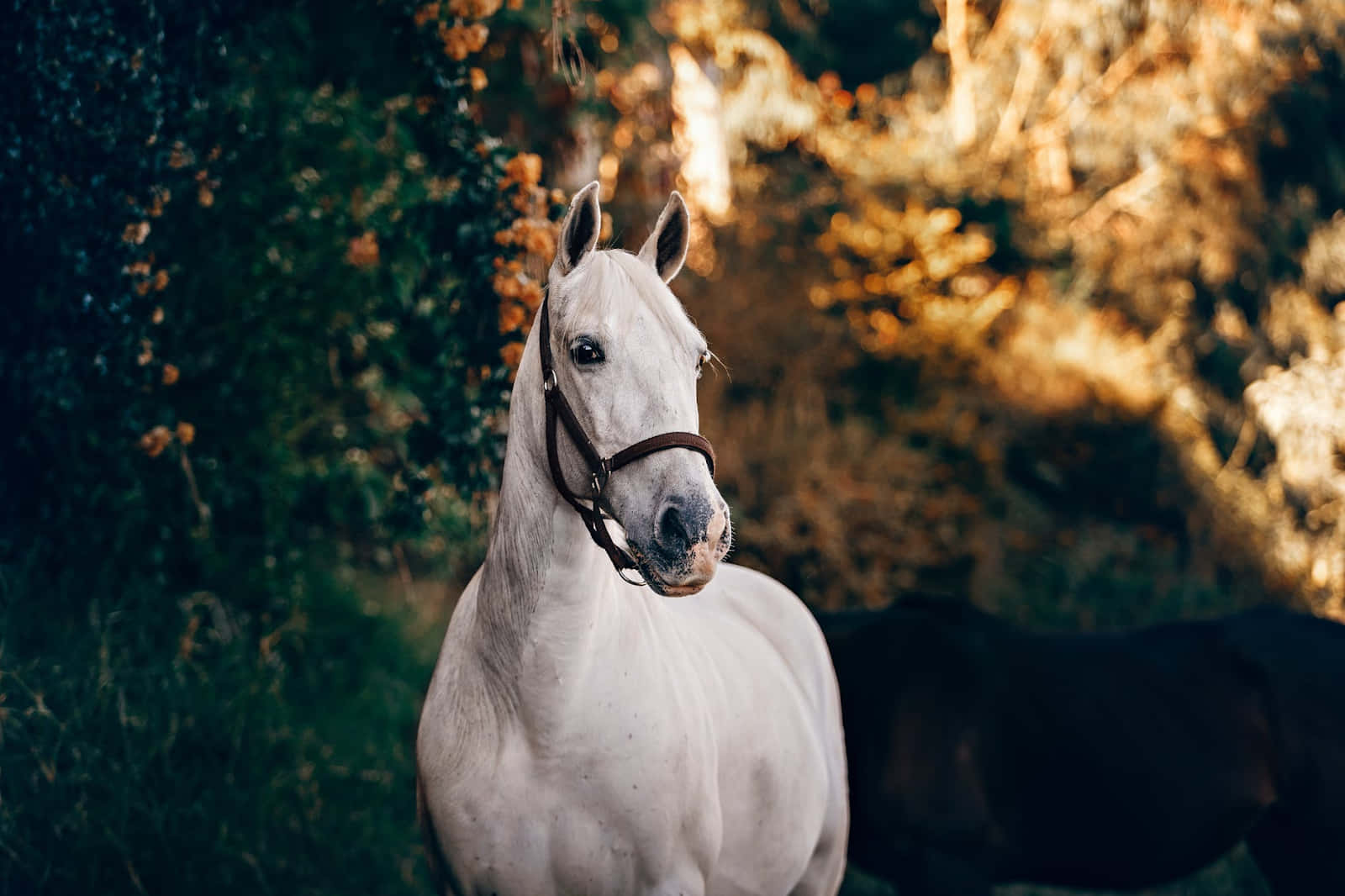 A Mysterious White Horse