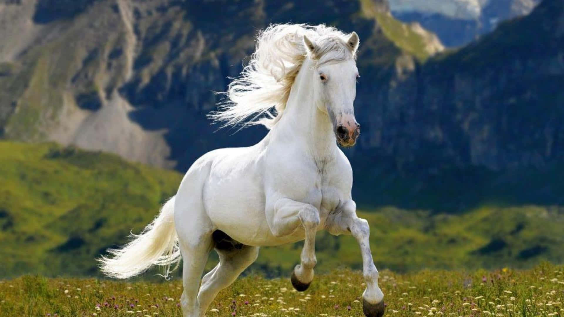 A majestic horse running through a field of green grass
