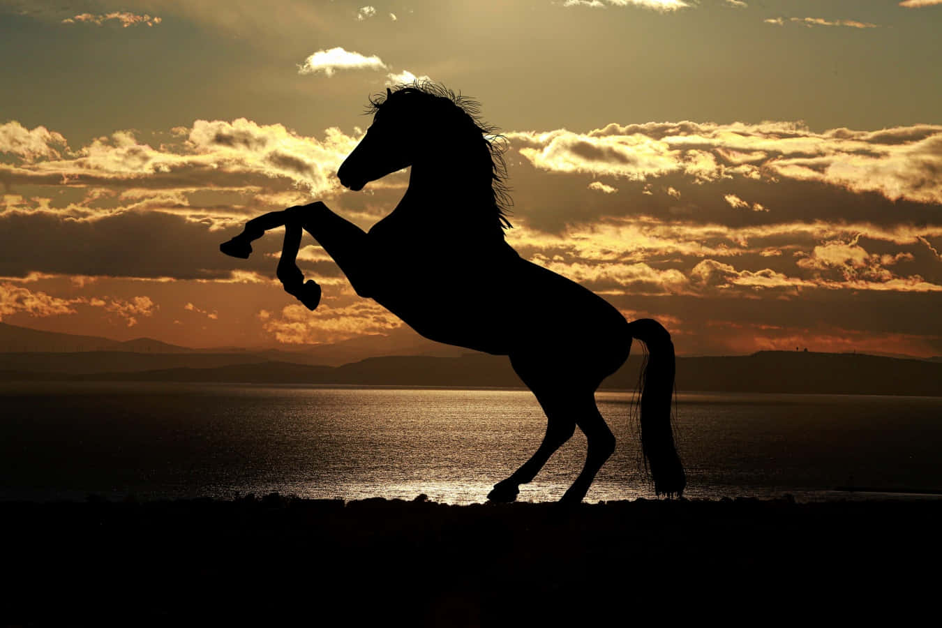 Cavalo trasando com egua