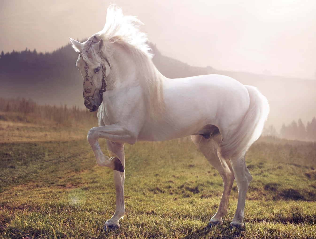 A proud white and brown horse galloping through a grassland