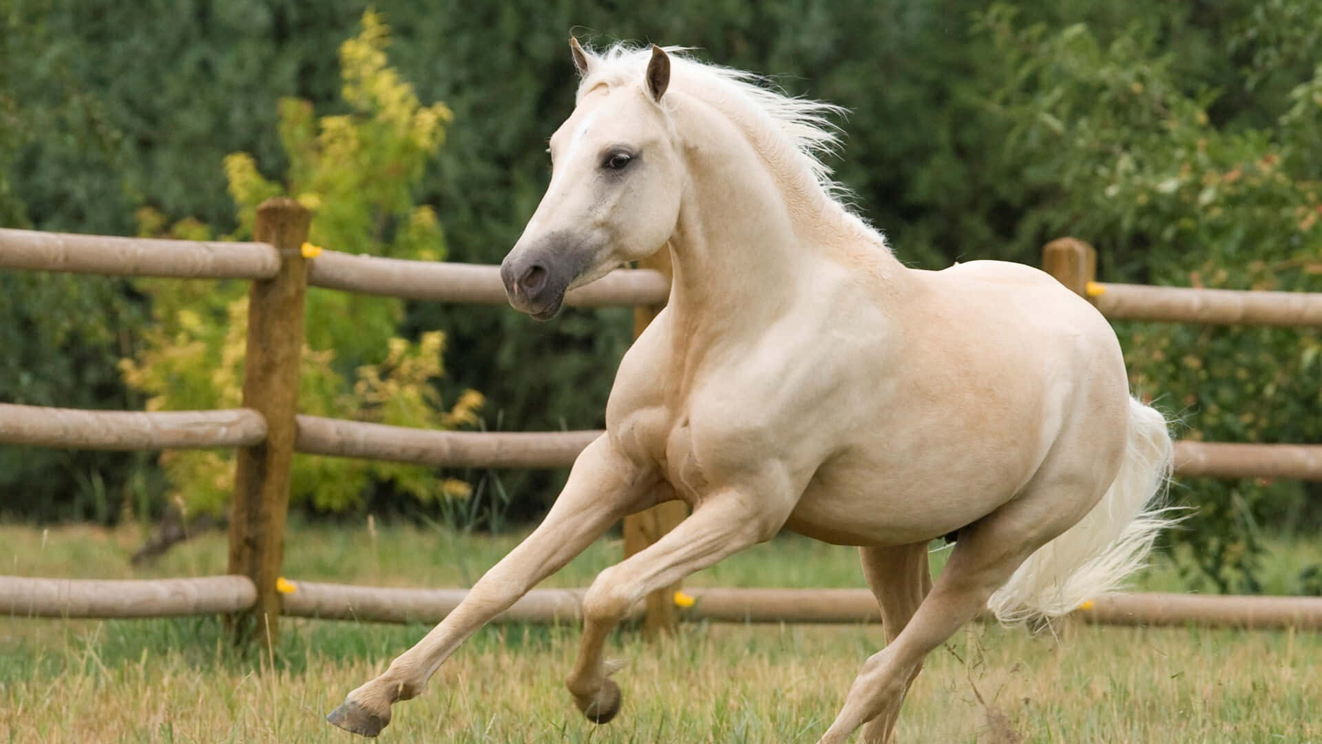 "A Horse Running Through a Meadow"