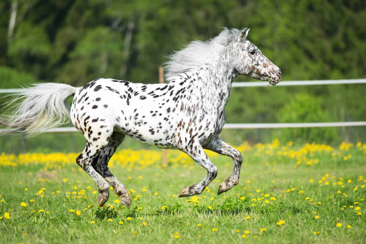 a spotted horse running in a field