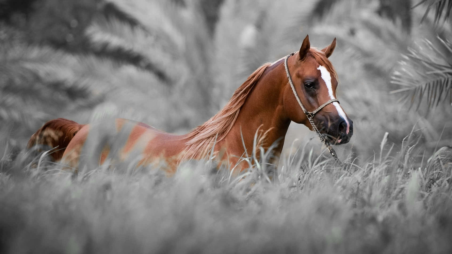 A Stunning Brown Horse Grazing in a Field