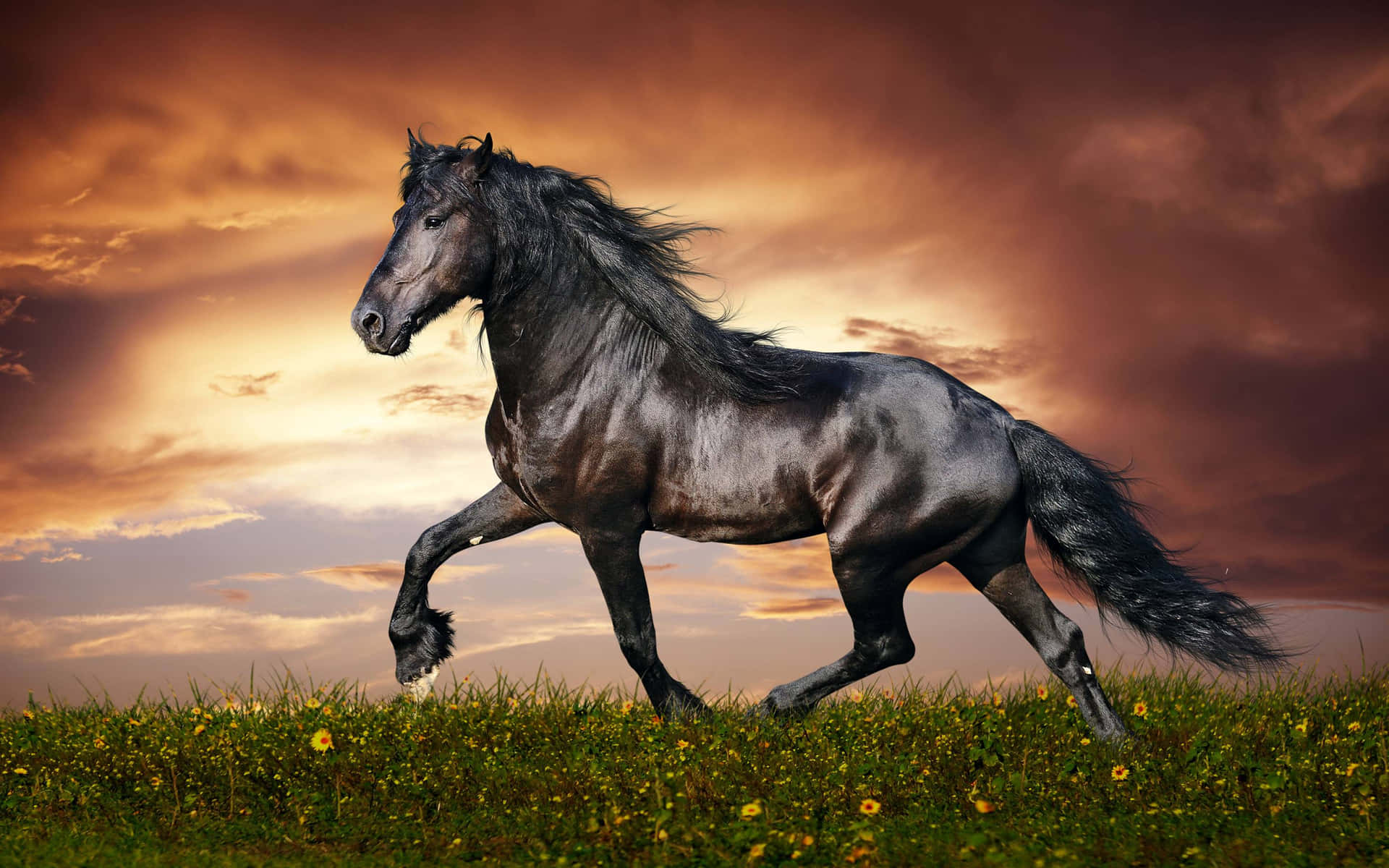 Einwunderschönes Palomino-pferd Galoppiert Auf Einer Offenen Wiese.