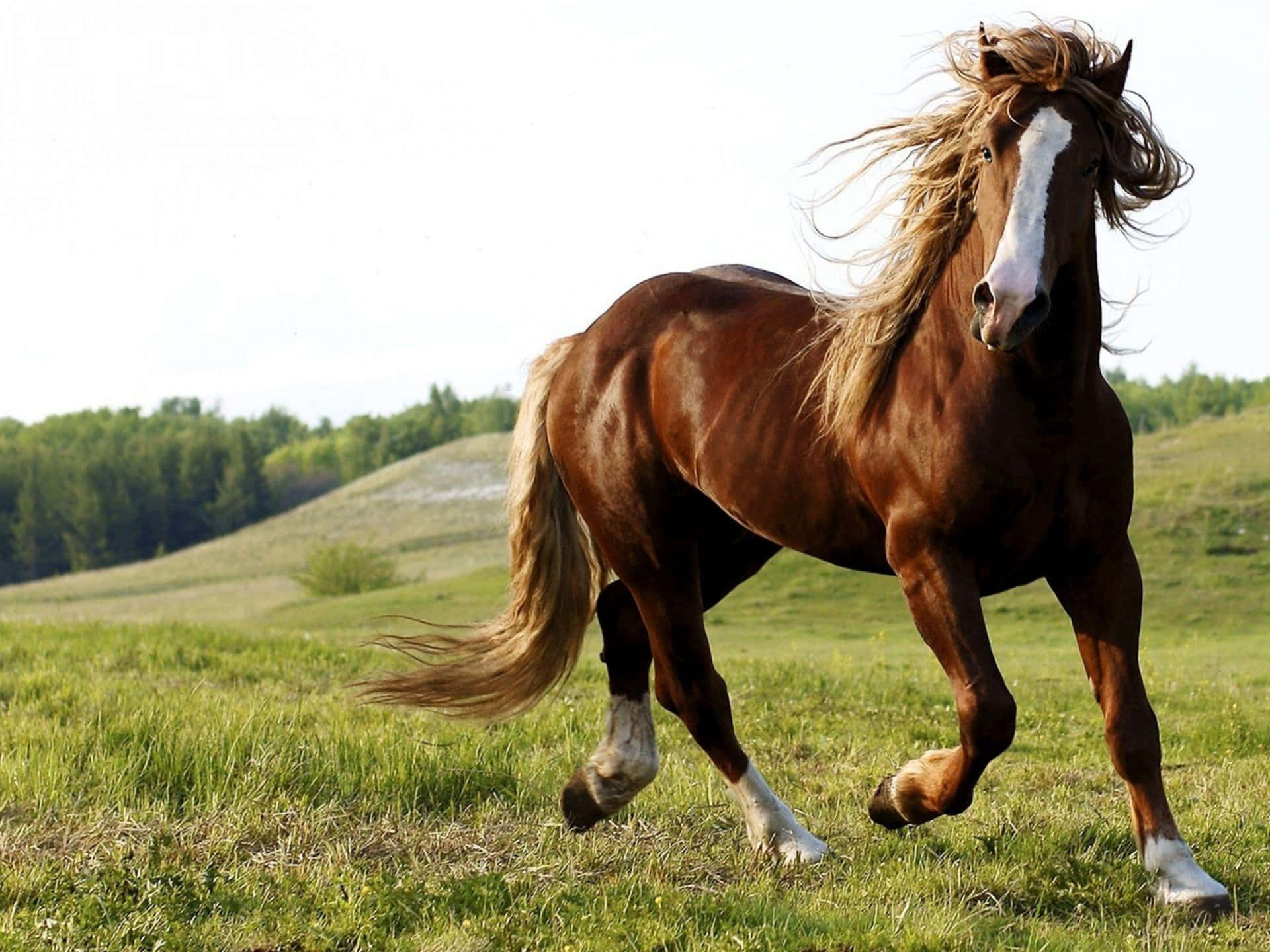 A galloping horse surrounded by a field of tall grass
