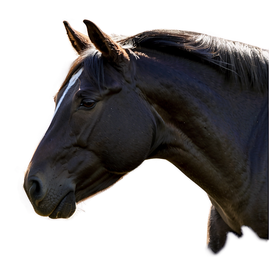 Horse Profile Png 05032024 PNG