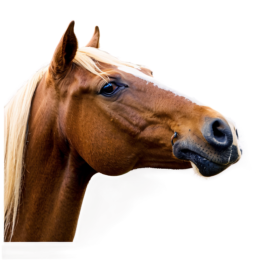 Horse Profile Png 05032024 PNG