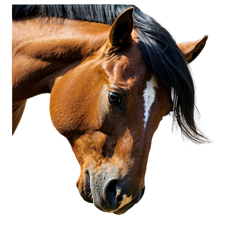 Horse Profile Png 30 PNG