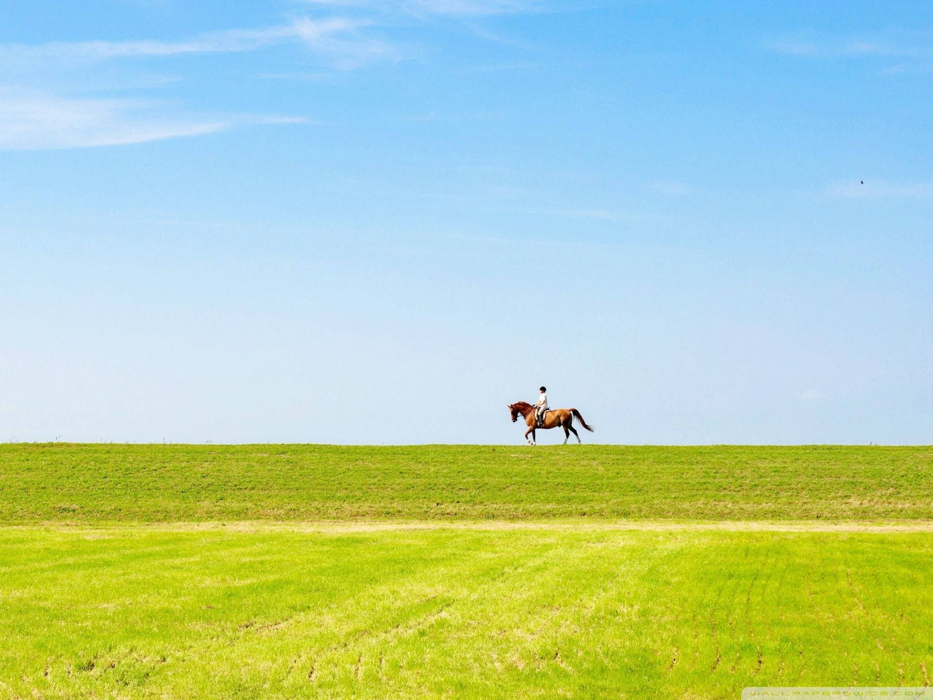 Horse Riding Vast Pasture Wide Grass Field Wallpaper