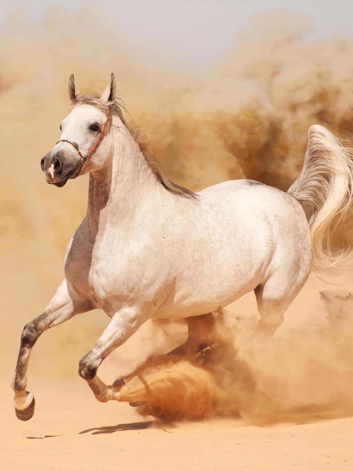 Horse Run To The Desert Wallpaper