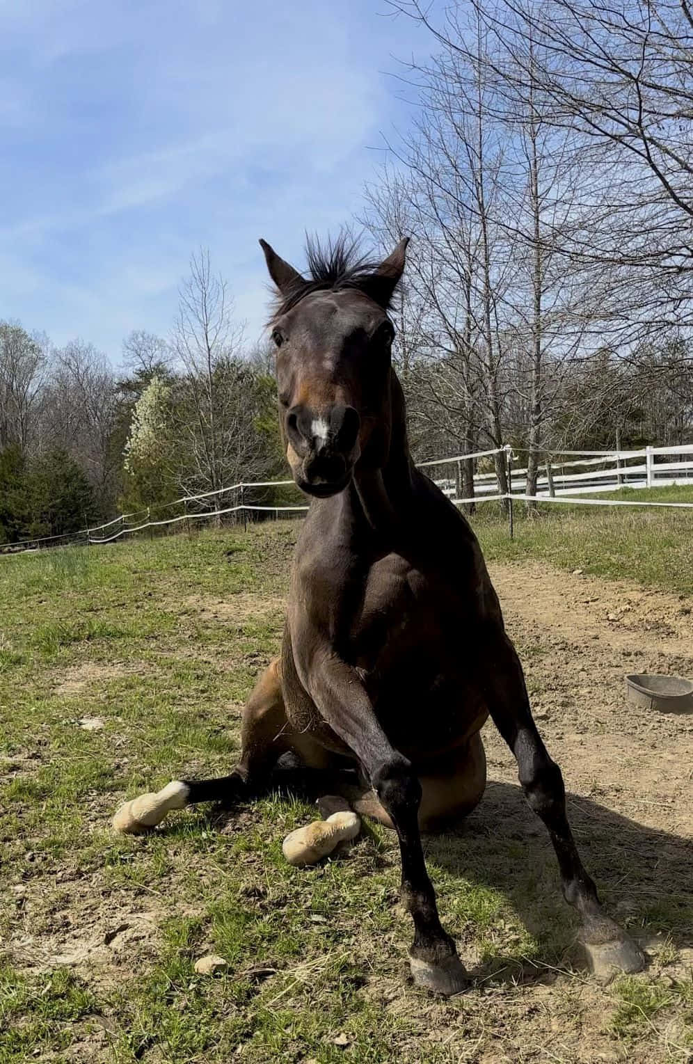 Cheval Assis Comme Un Humain.jpg Fond d'écran