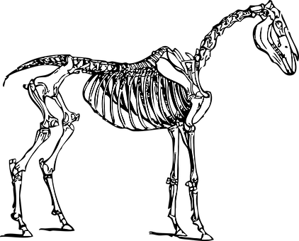 Horse Skeleton Illustration PNG