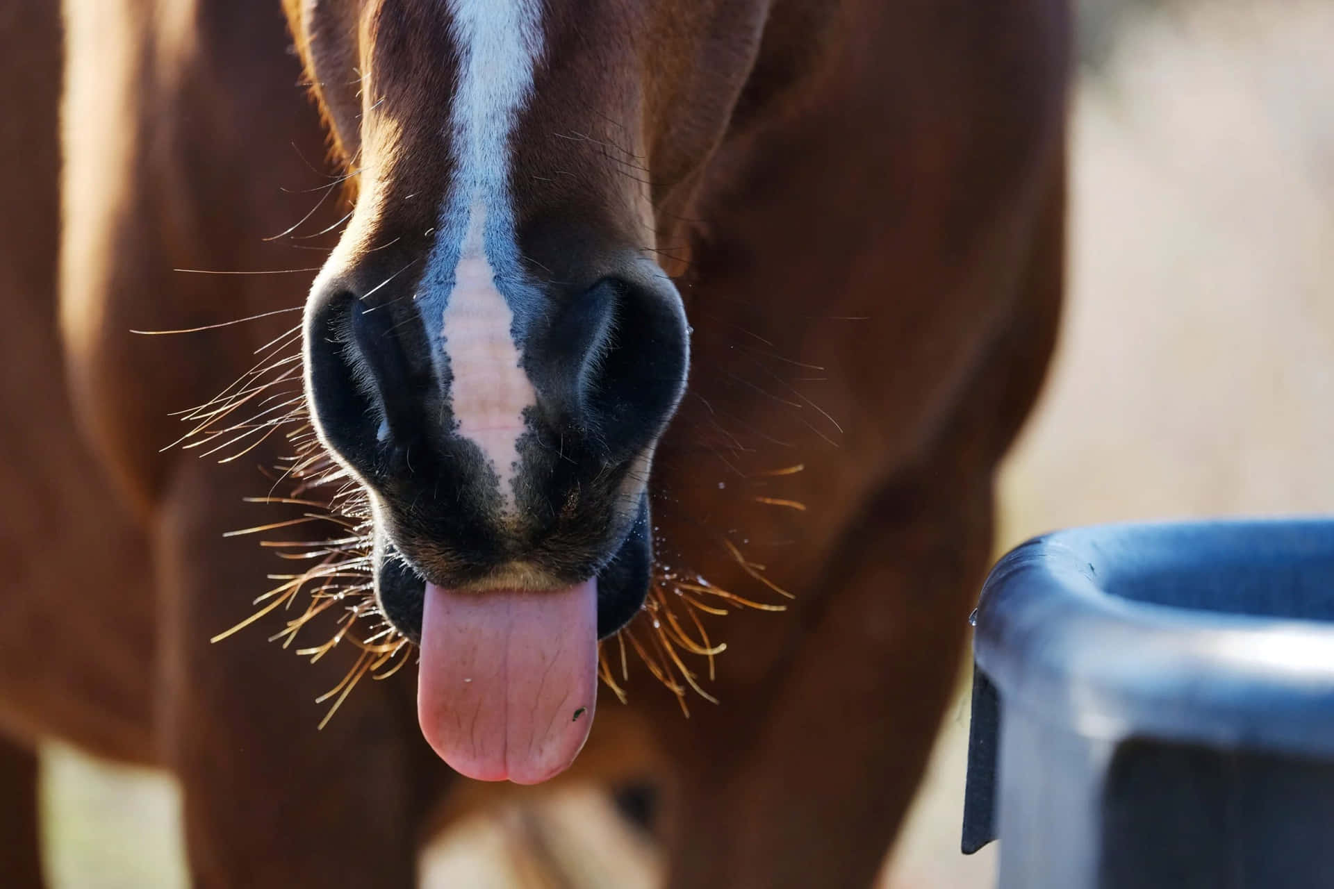 Paard Steekt Tong Uit Achtergrond