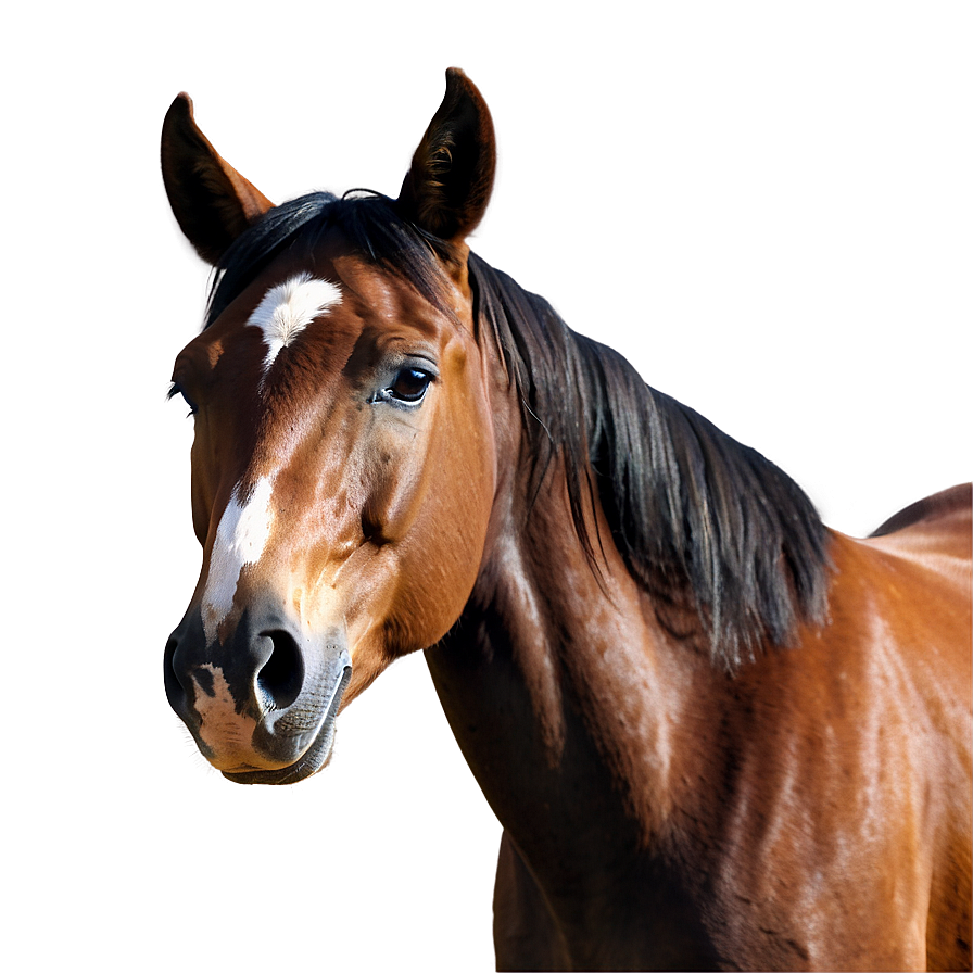 Horse Vector Png 87 PNG