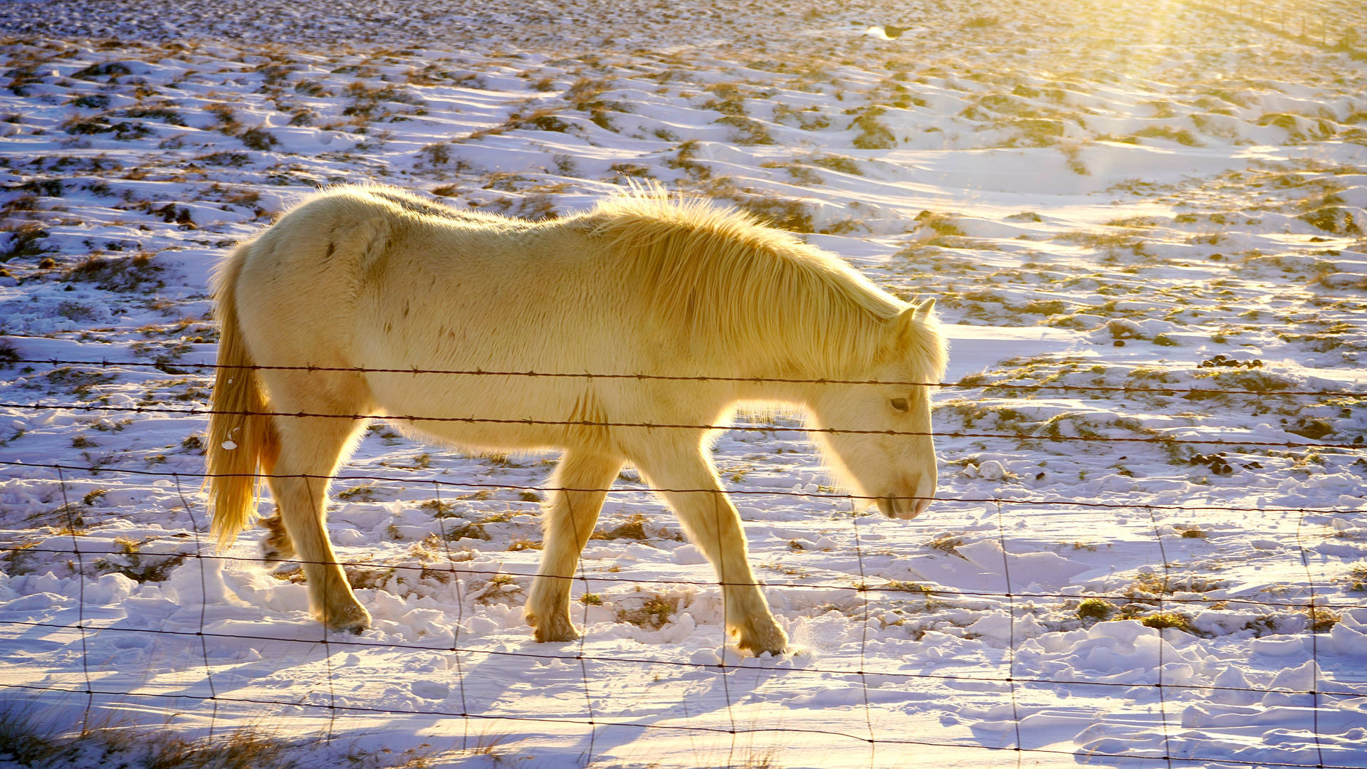 Hest der går i kølige vinterbjerge Wallpaper