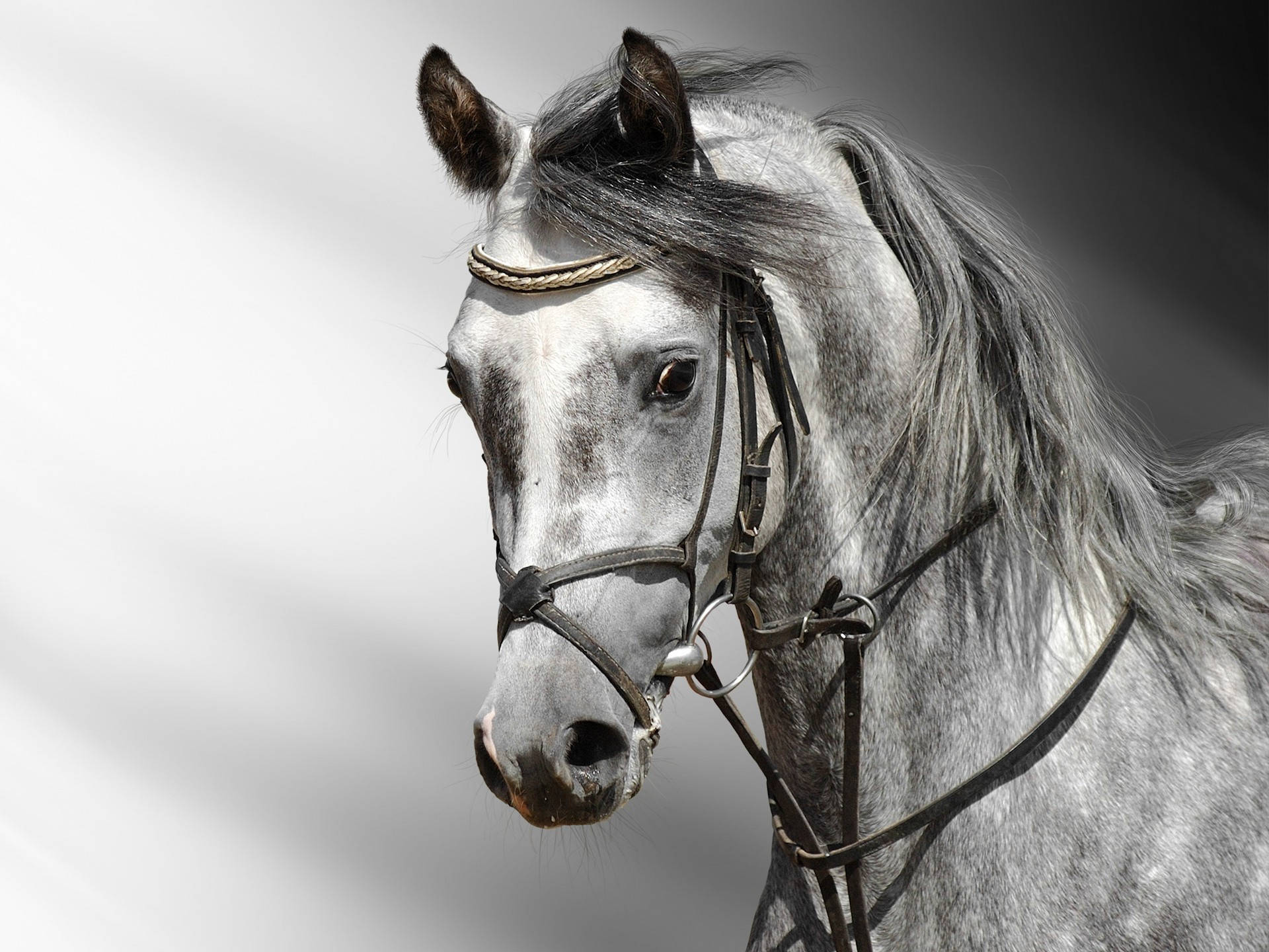 Download Horse Wallpapers Hd Pictures Free Download Hd Walls Wallpaper |  
