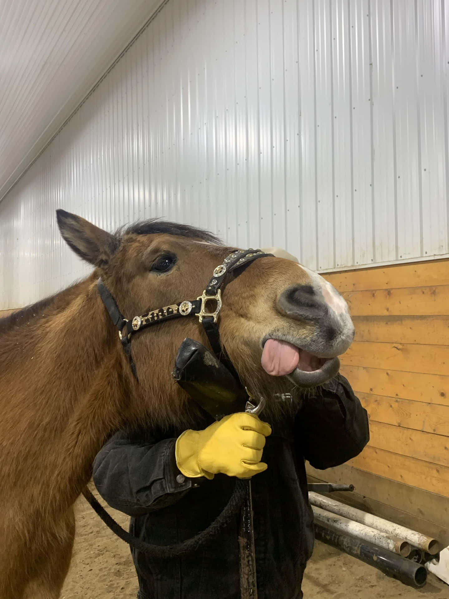 Paard Met Telefoon_ Grappige Afbeelding Achtergrond