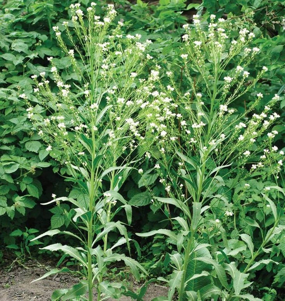Horseradish Plant With White Flowers Wallpaper