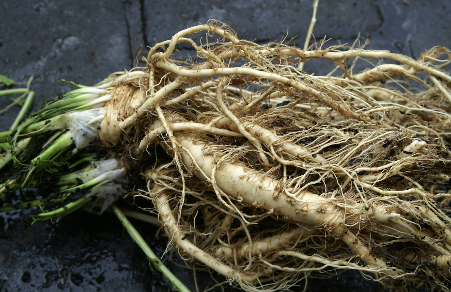 Fresh Horseradish Root Crop on Field Wallpaper