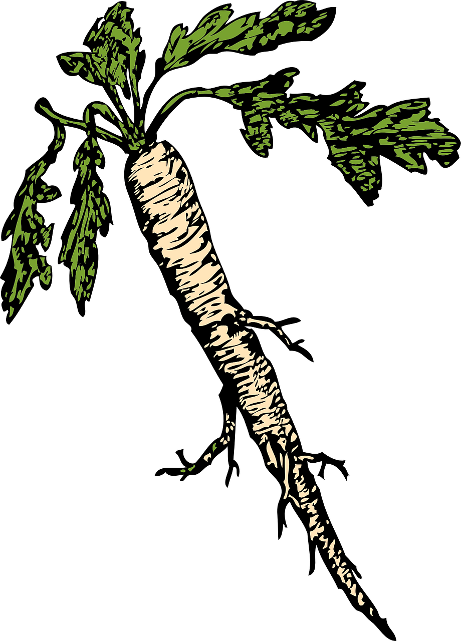 Horseradish Root Illustration PNG