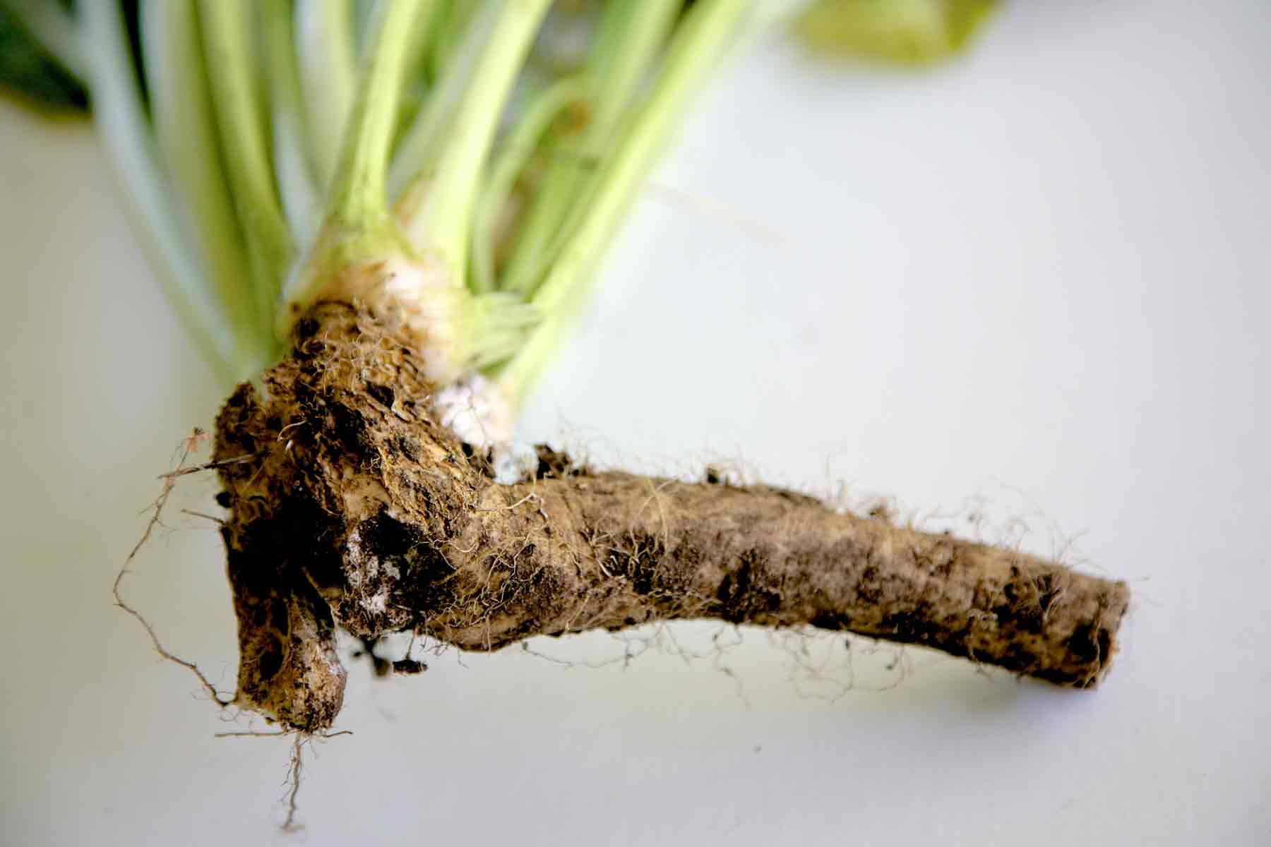 Horseradish Root Plant Wallpaper