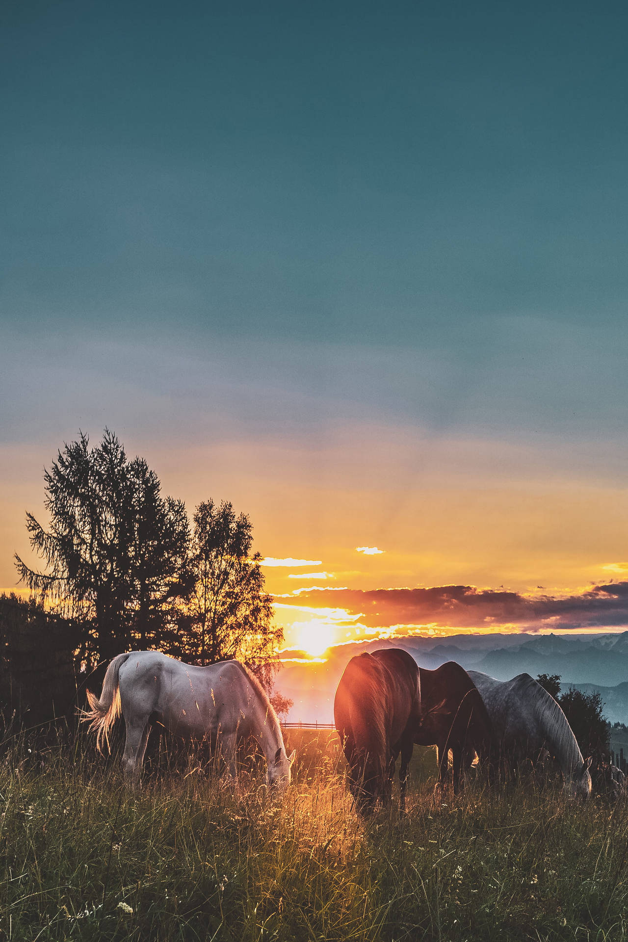 Horses And Sunset On Iphone Landscape Wallpaper