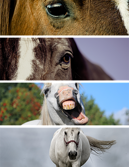 Horses Collage Expressions.jpg PNG