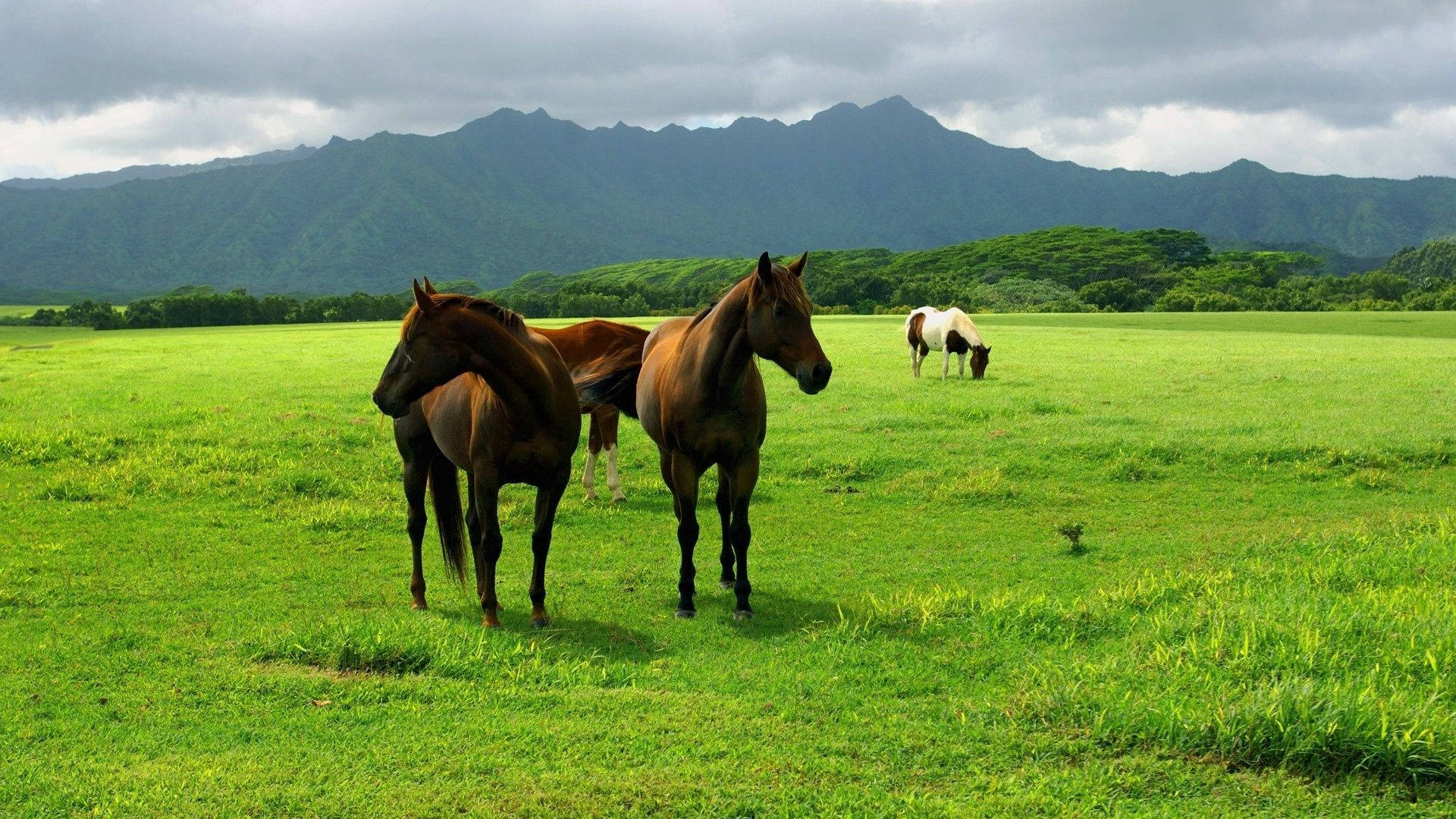 A Look Into the Wild: Horses Strolling in the Prairie Wallpaper