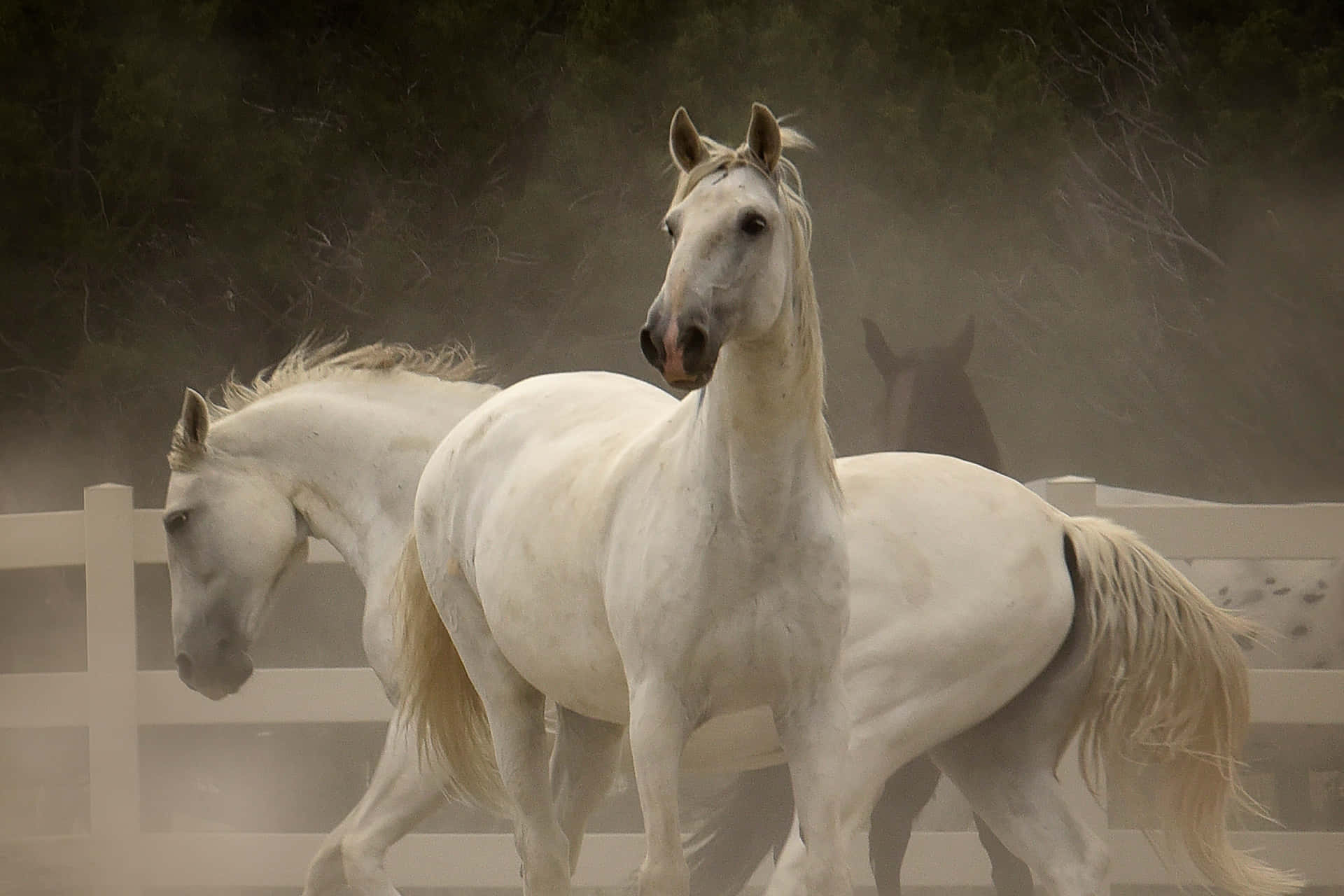 To hvide heste billeder på brun lad dør tapet