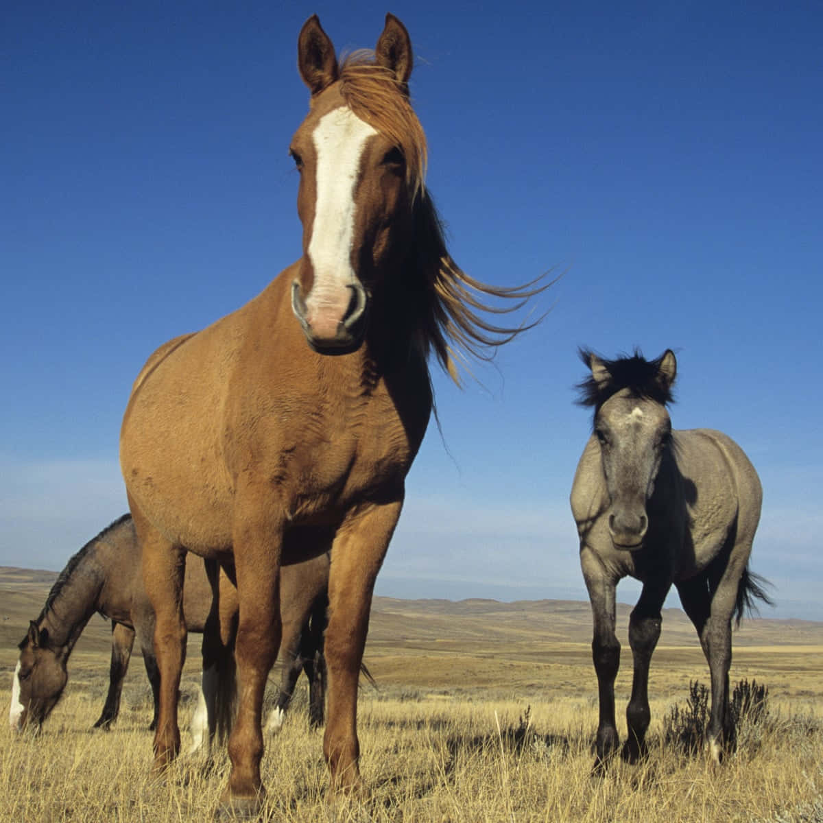 Horses With Clear Blue Sky Pictures