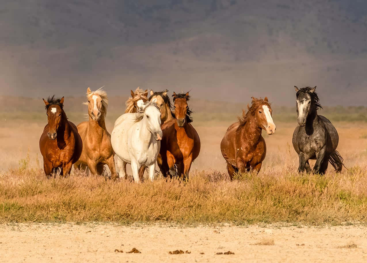 American Wild Horses Pictures