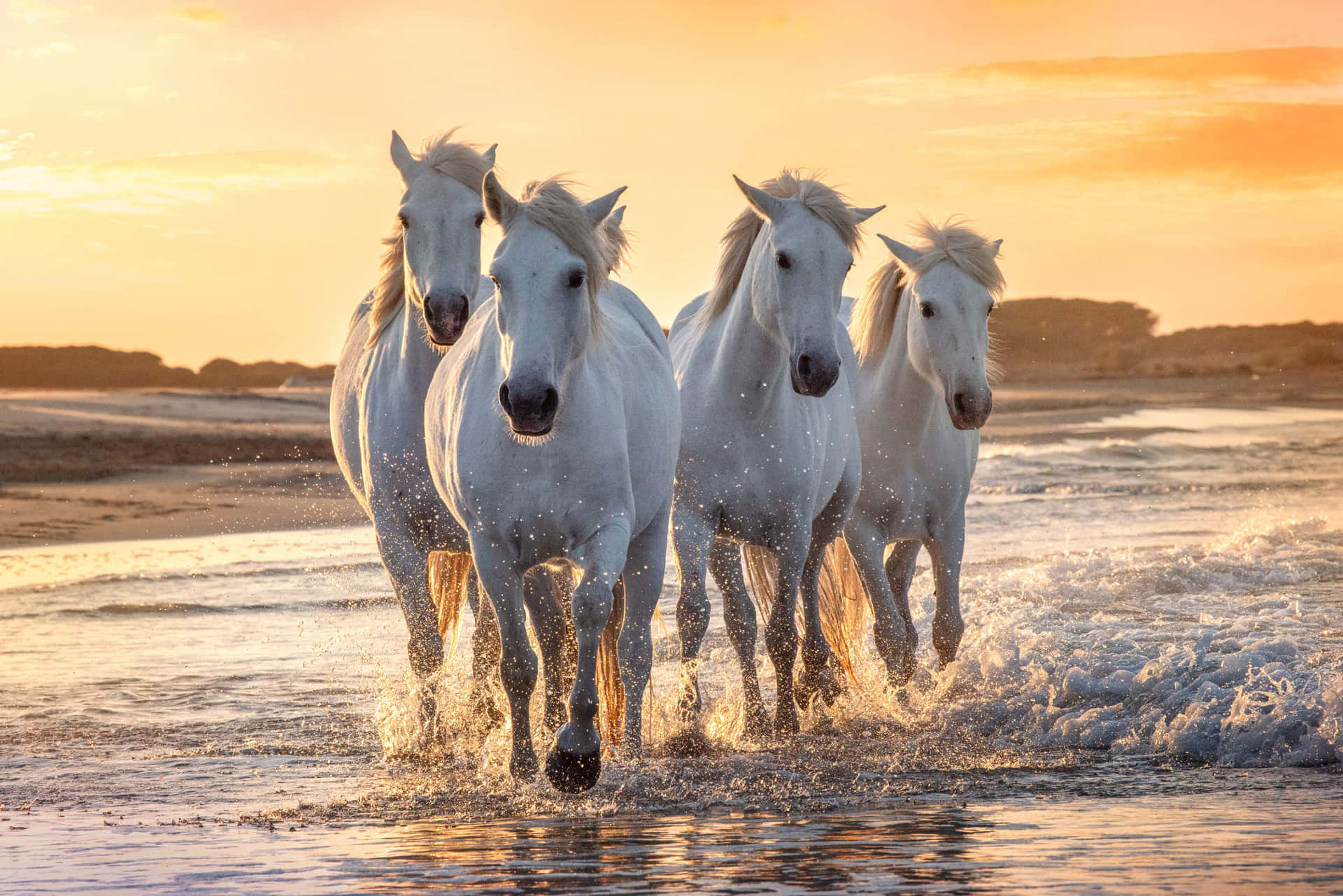 Four Camargue Horses Pictures
