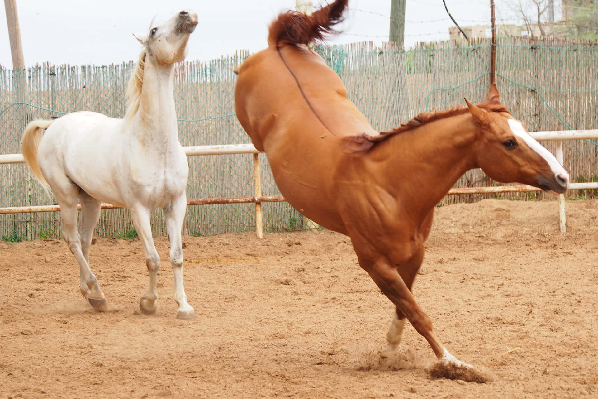 Brown Fighting Horses Pictures