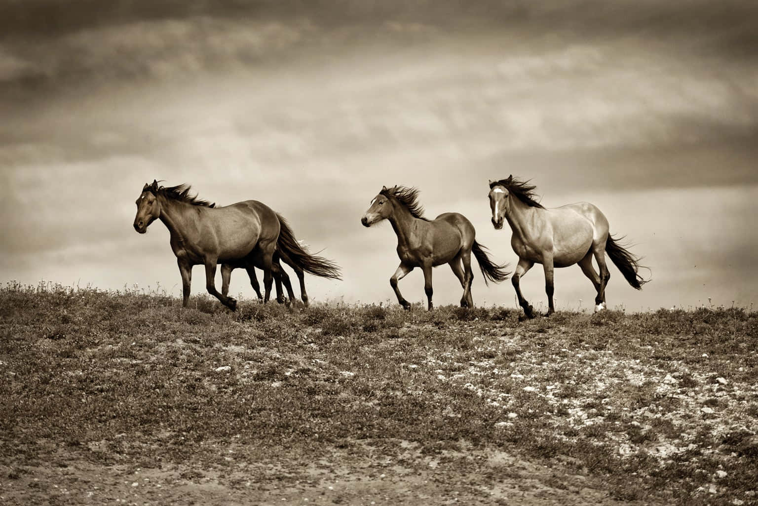Wild Horses Art Pictures