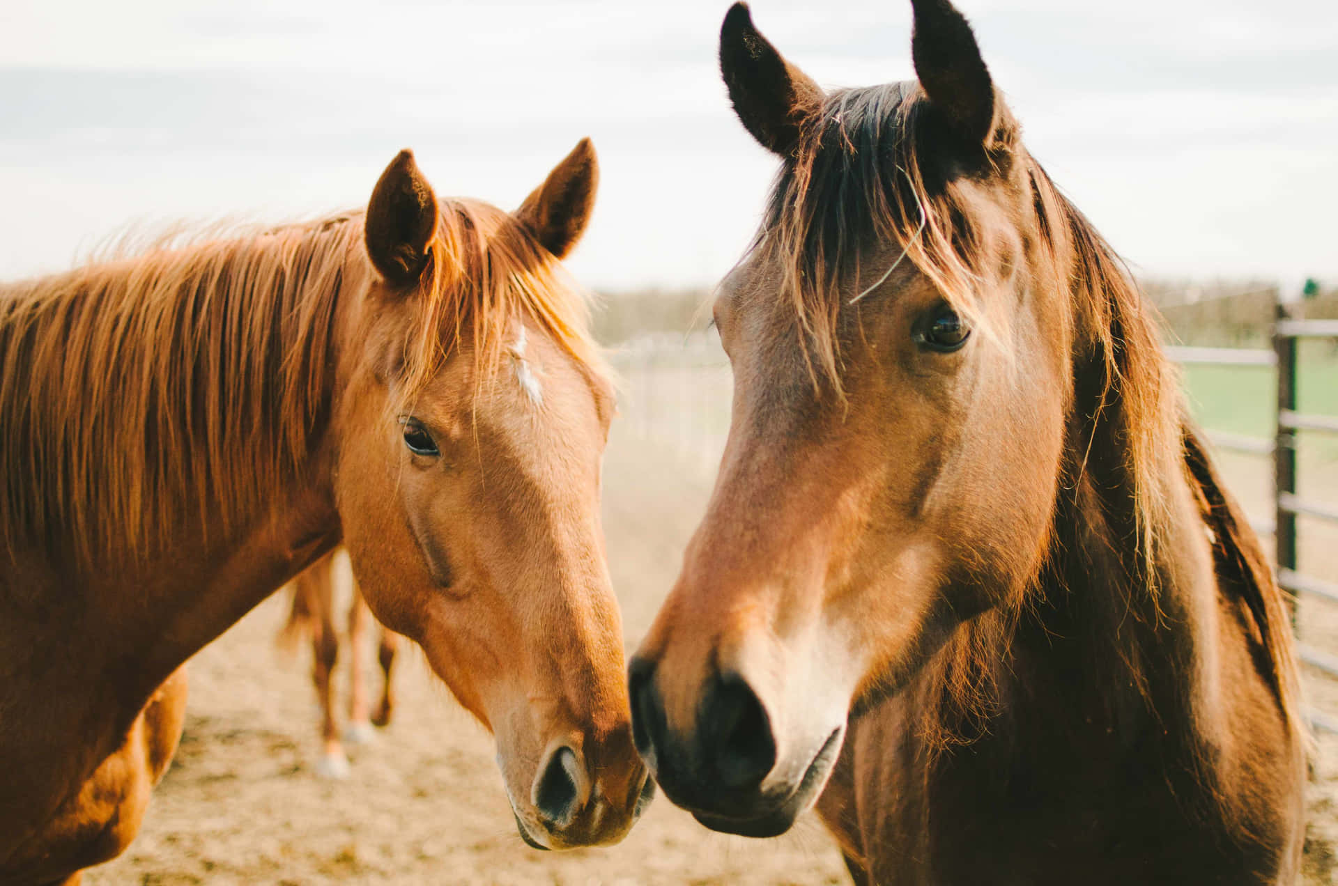 Female And Male Brown Horses Pictures
