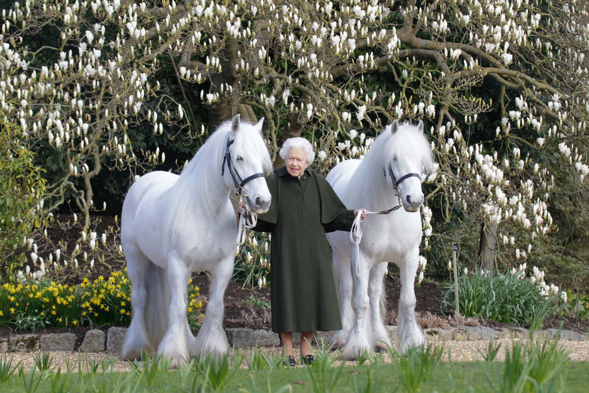 Queen Elizabeth Ii Horses Pictures