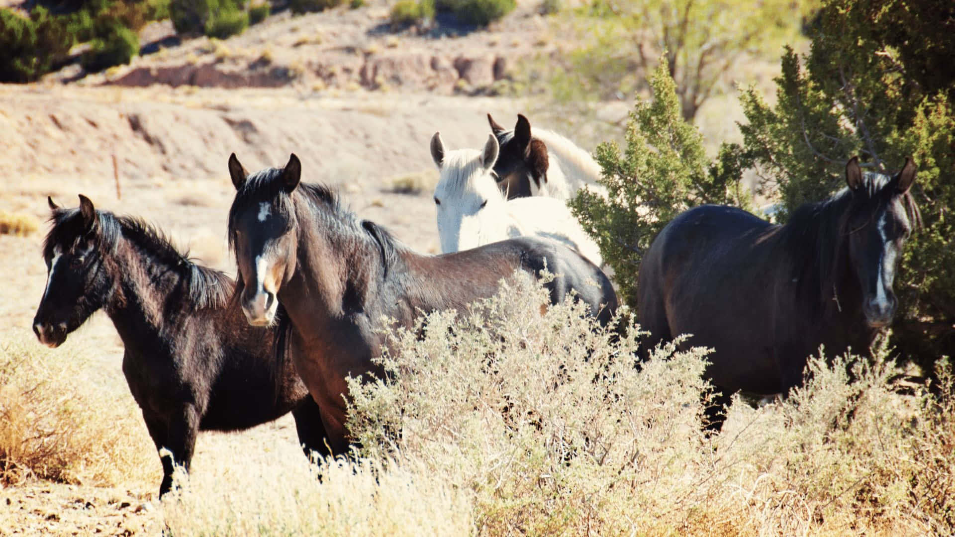 Nevada Wild Horses Pictures