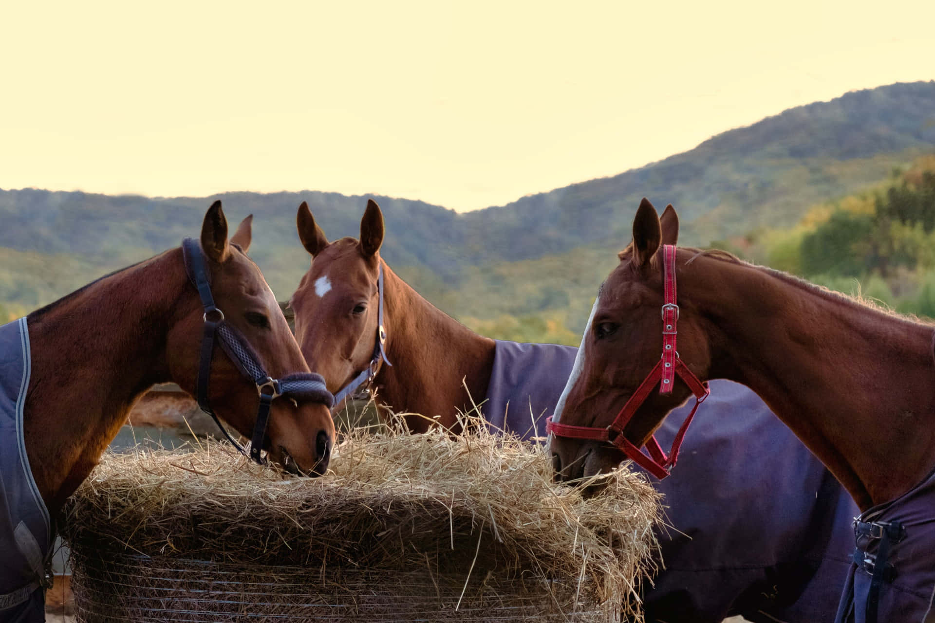Three Gidran Horses Pictures