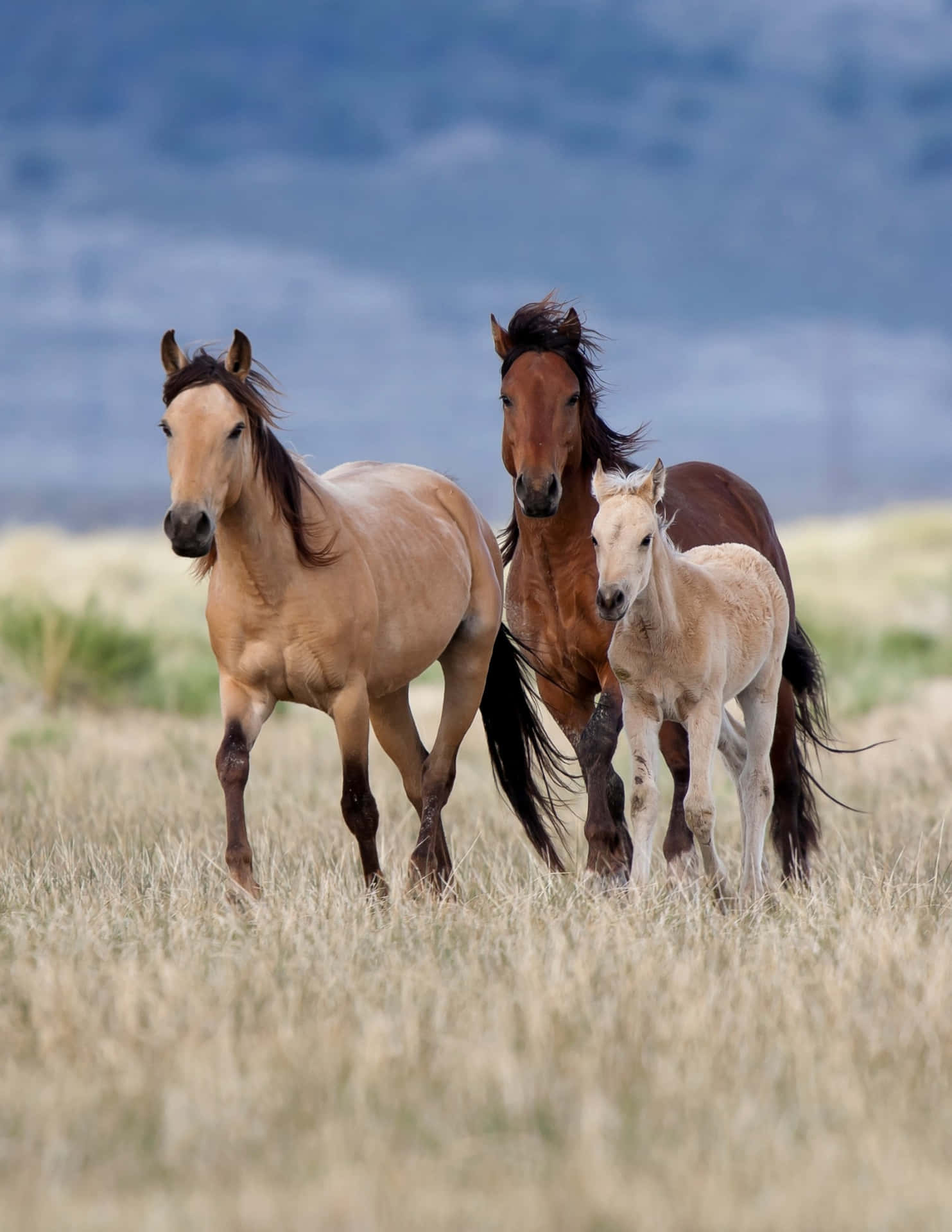 American Quarter Horses Baby Pictures