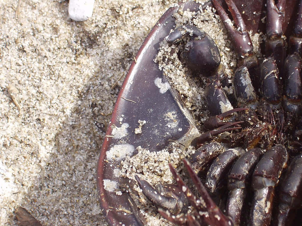 Horseshoe Crab Closeup Sand Wallpaper