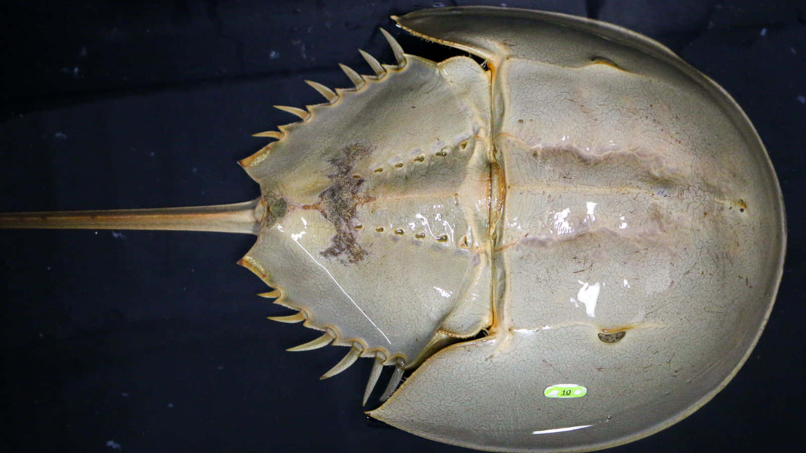 Horseshoe Crab Dorsal View Wallpaper