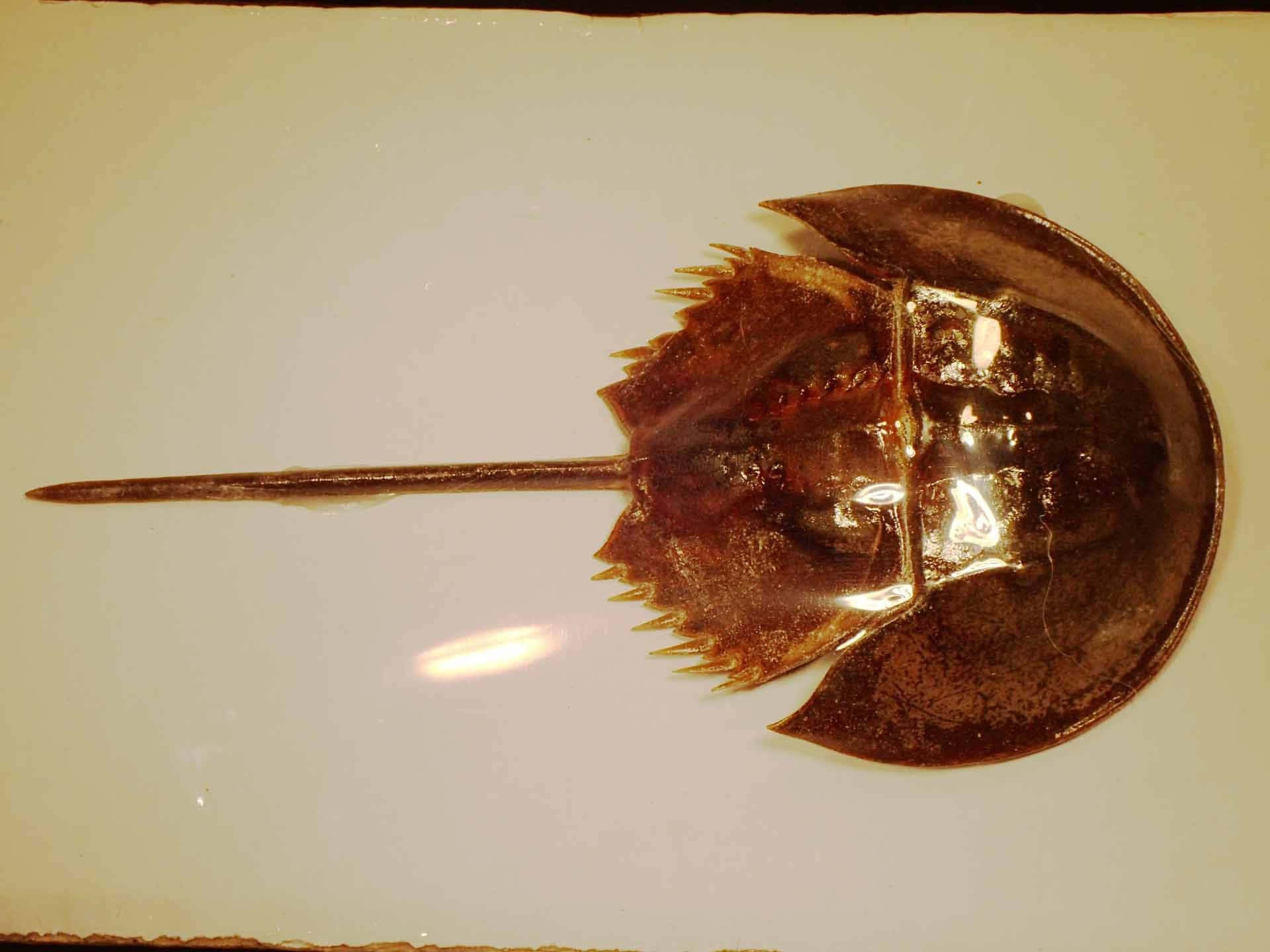 Horseshoe Crab Top View Wallpaper