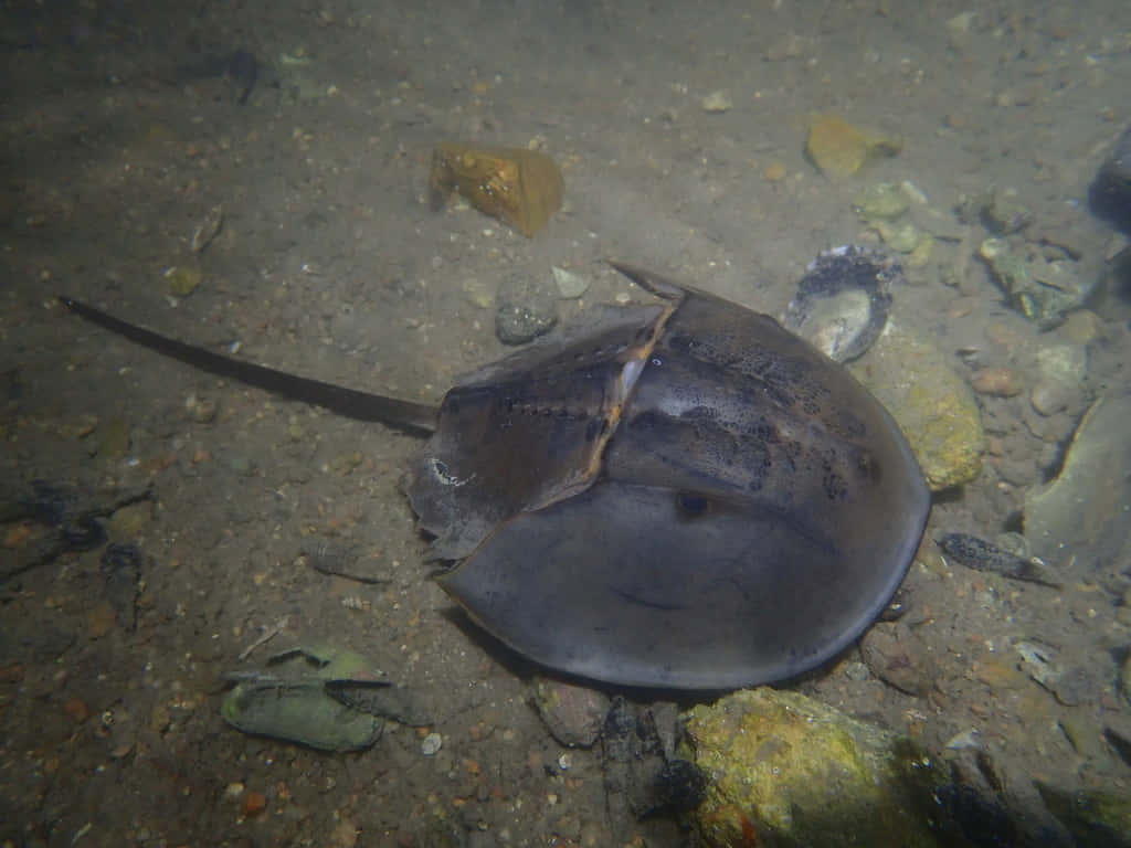 Horseshoe Crab Underwater Wallpaper