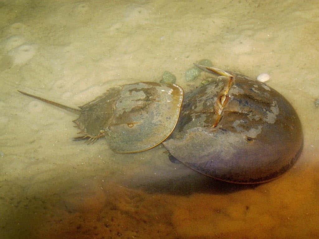 Horseshoe Crab Underwater Wallpaper