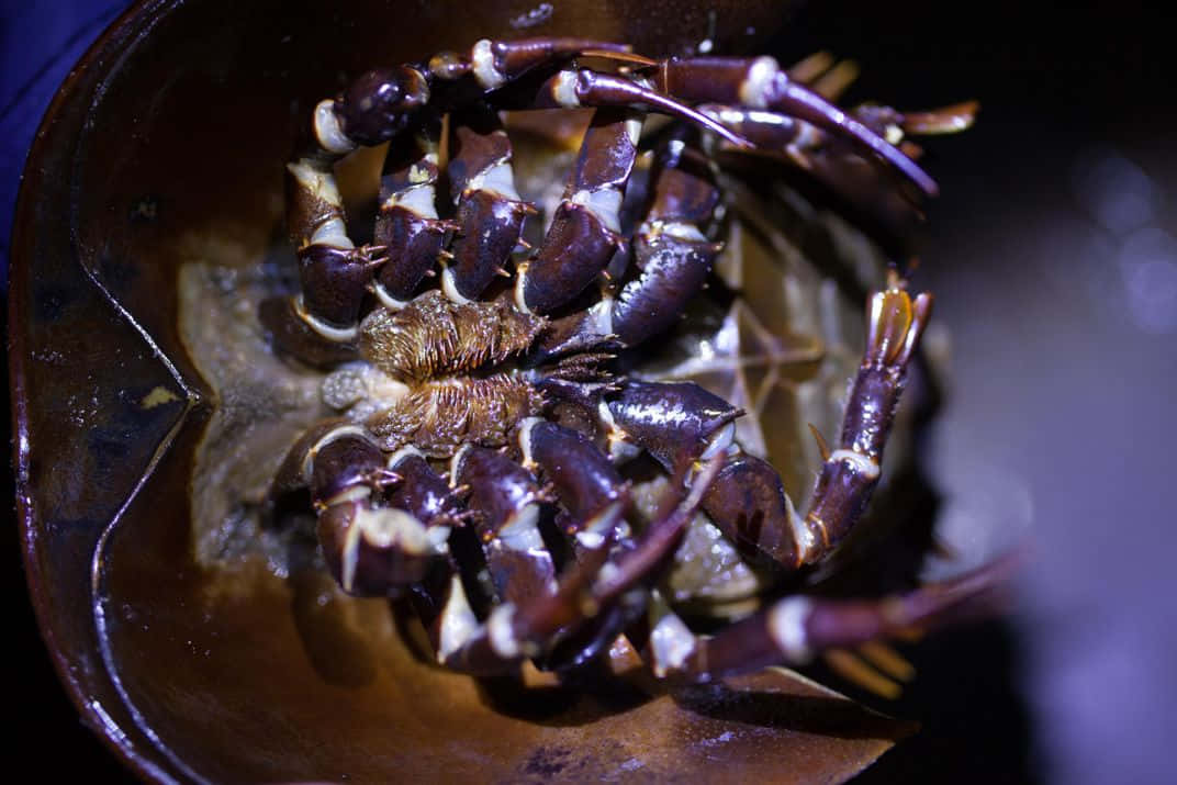 Horseshoe Crab Upside Down Wallpaper