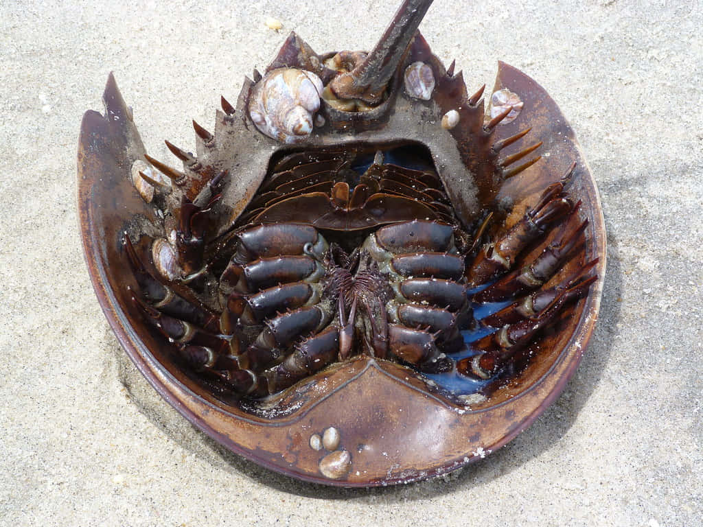 Horseshoe Crab Upside Down On Sand Wallpaper