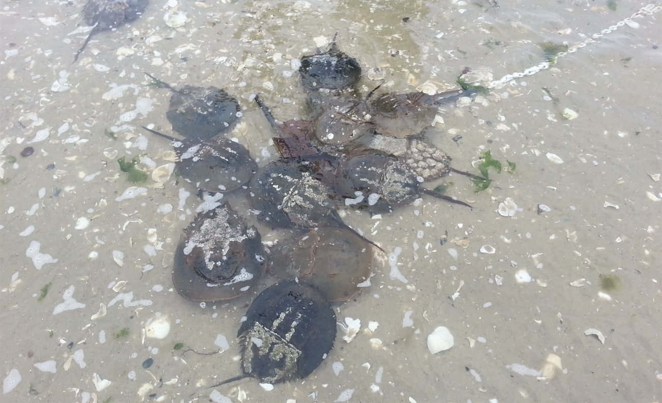 Horseshoe_ Crabs_on_ Shoreline.jpg Wallpaper